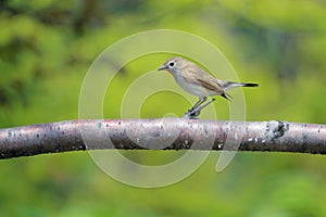 Red-breasted Flycatcher