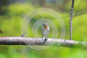 Red-breasted Flycatcher