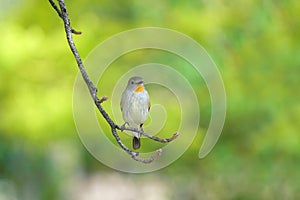 Red-breasted Flycatcher