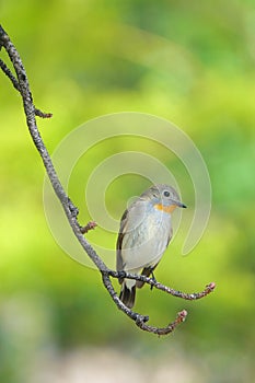 Red-breasted Flycatcher