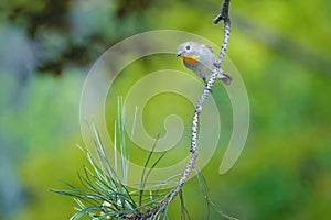 Red-breasted Flycatcher