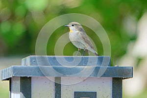 Red-breasted Flycatcher