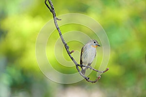 Red-breasted Flycatcher