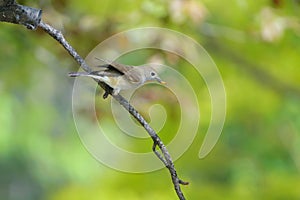 Red-breasted Flycatcher