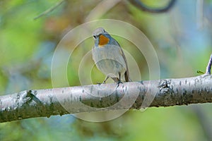 Red-breasted Flycatcher