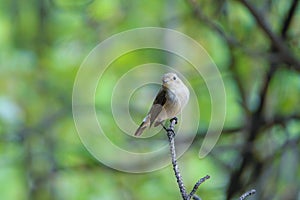 Red-breasted Flycatcher