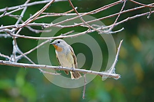 Red-breasted Flycatcher