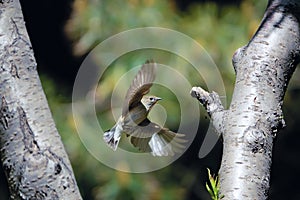 Red-breasted Flycatcher