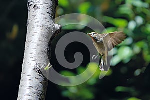 Red-breasted Flycatcher