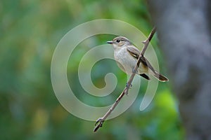 Red-breasted Flycatcher