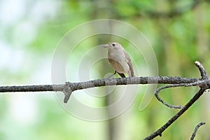 Red-breasted Flycatcher