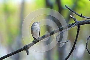 Red-breasted Flycatcher