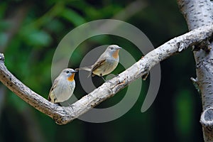 Red-breasted Flycatcher