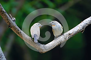 Red-breasted Flycatcher