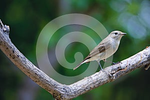 Red-breasted Flycatcher