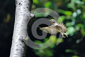 Red-breasted Flycatcher