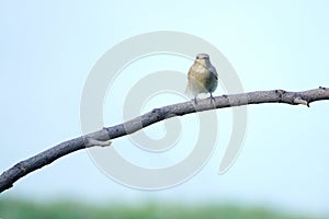 Red-breasted Flycatcher