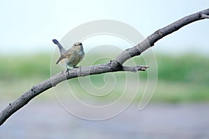 Red-breasted Flycatcher