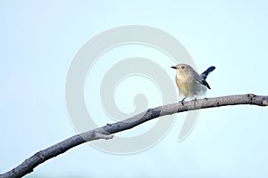 Red-breasted Flycatcher