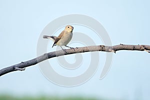 Red-breasted Flycatcher