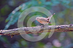 Red-breasted Flycatcher