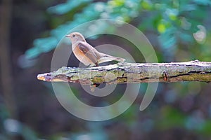 Red-breasted Flycatcher