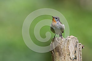 Red breasted flycatcher in a closeup to meet chick, Sweden