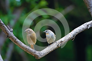 Red-breasted Flycatcher and Daurian Redstart