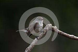 Red-breasted flycatcher, Ficedula parva