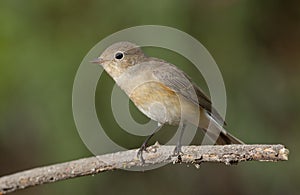 Red-breasted flycatcher (Ficedula parva)