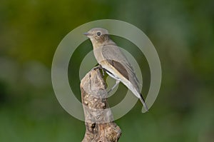 Red-breasted flycatcher (Ficedula parva)