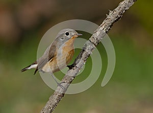 Red-breasted flycatcher (Ficedula parva)