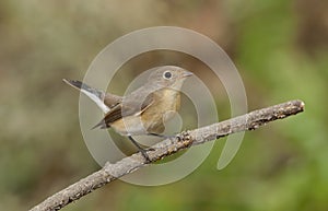 Red-breasted flycatcher (Ficedula parva)