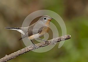 Red-breasted flycatcher (Ficedula parva)