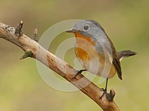 Red-breasted flycatcher (Ficedula parva)