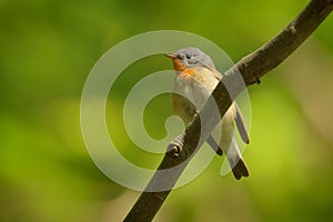 Red-breasted Flycatcher - Ficedula parva