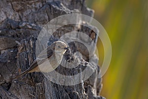 Red-breasted flycatcher, Ficedula parva, Agadir, Morocco