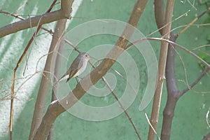 Red breasted Flycatcher perching on a undergrowth