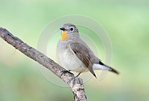 Red-breasted Flycatcher Taiga Flycatcher Ficedula parva