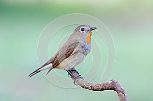 Red-breasted Flycatcher Taiga Flycatcher Ficedula parva