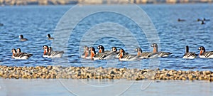 Red-breasted Goose (Branta ruficollis)