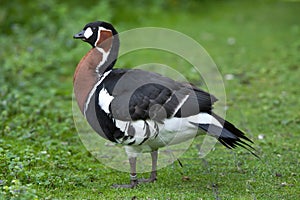 Red-breasted goose Branta ruficollis.