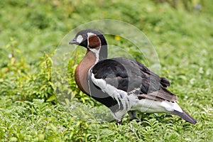 Red-breasted goose & x28;Branta ruficollis& x29;