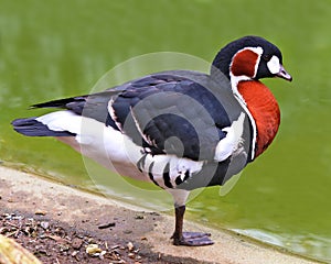 Red-breasted Goose Branta ruficollis Red breasted geese