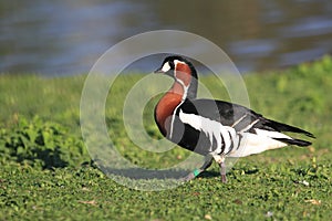 Red-breasted goose photo