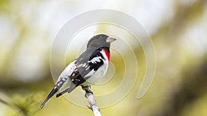 Red-Breasted Grosbeak