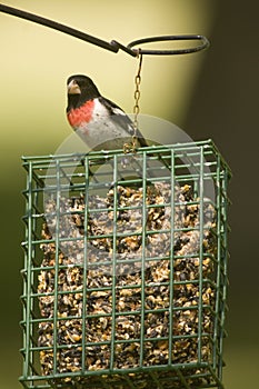 Red breasted grosbeak on suet feeder