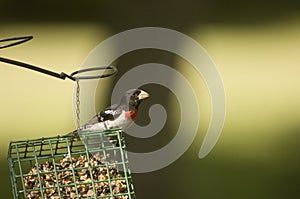 Red breasted grosbeak on suet feeder