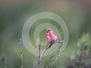 Red breasted male linnet perches on dead twigs
