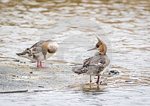 Red Breasted Merganser